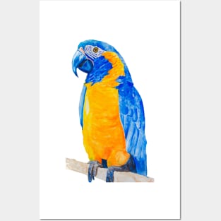 blue throated macaw parrot bresil watercolor art print Posters and Art